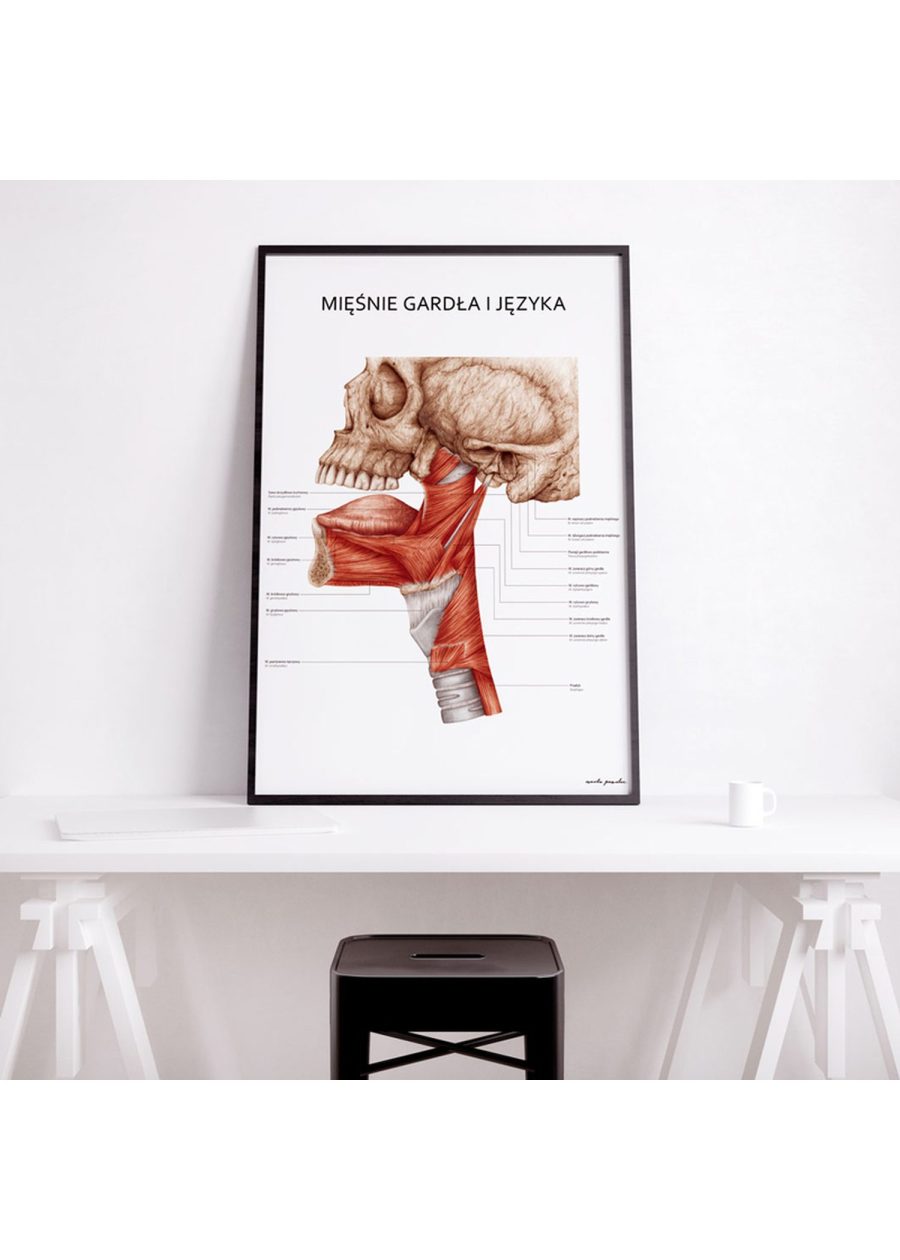 Plakat Mięśnie Gardła i Języka — zdjęcie 3