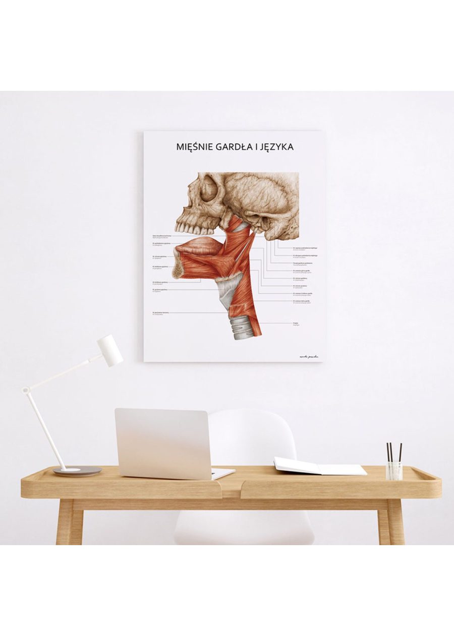 Plakat Mięśnie Gardła i Języka — zdjęcie 4