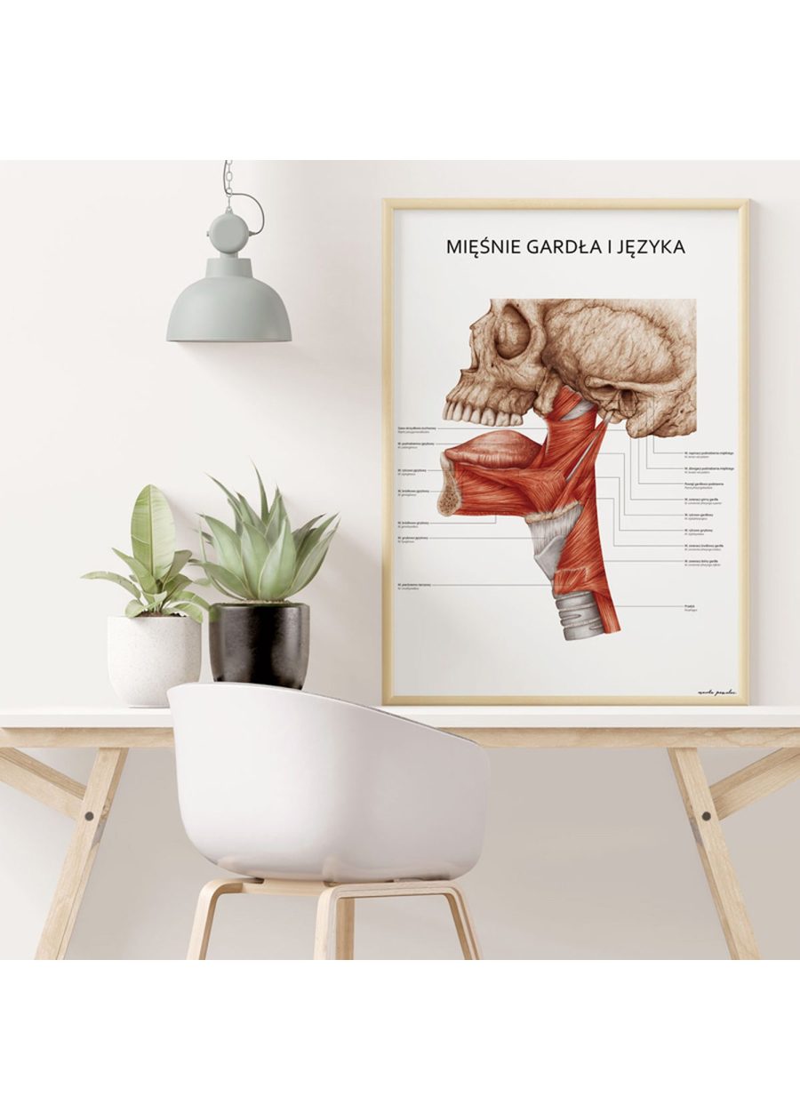 Plakat Mięśnie Gardła i Języka — zdjęcie 5