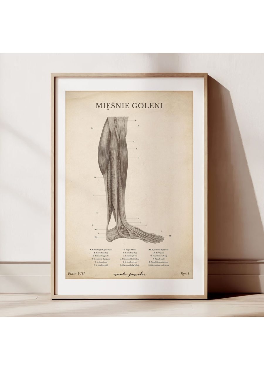 Plakat Mięśnie Goleni Vintage — zdjęcie 2