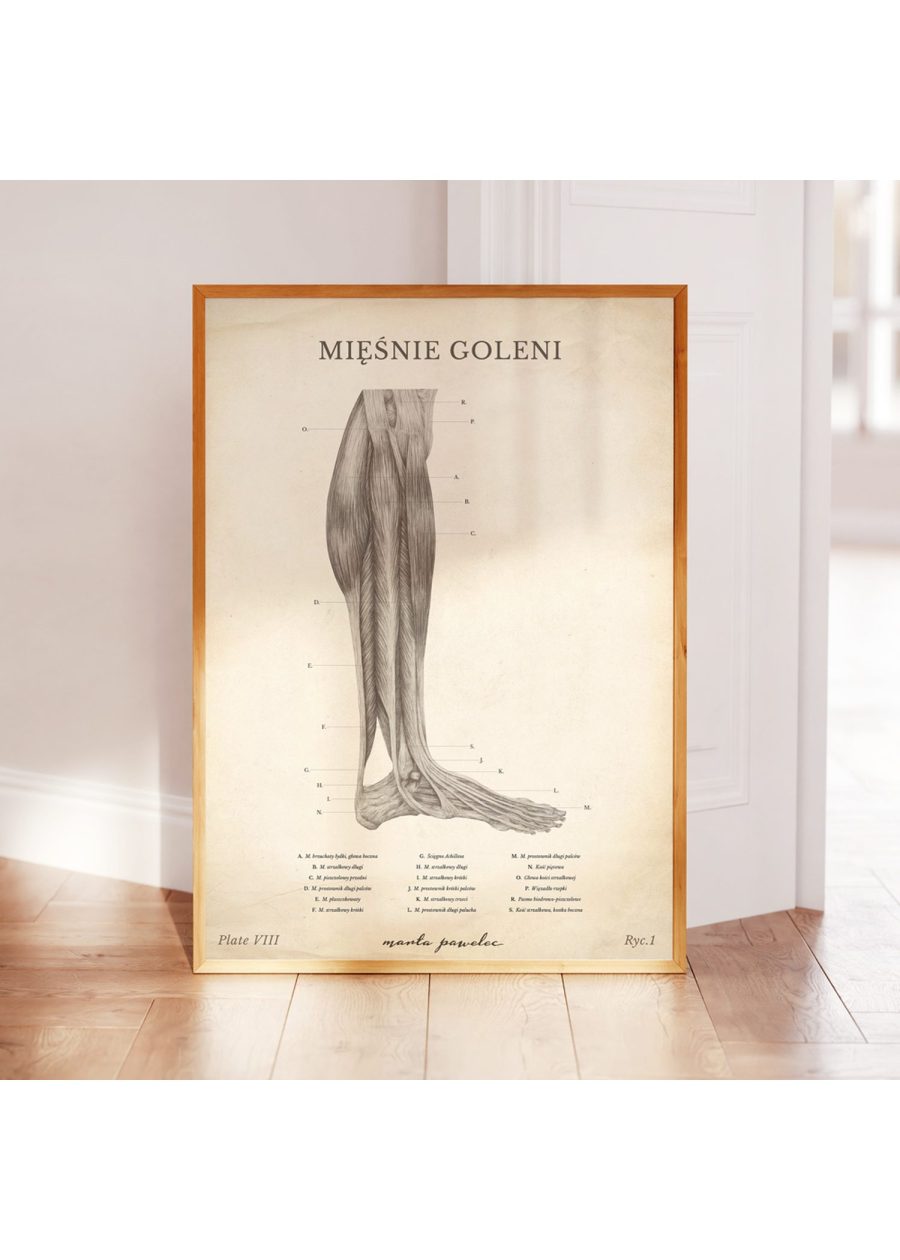 Plakat Mięśnie Goleni Vintage — zdjęcie 3