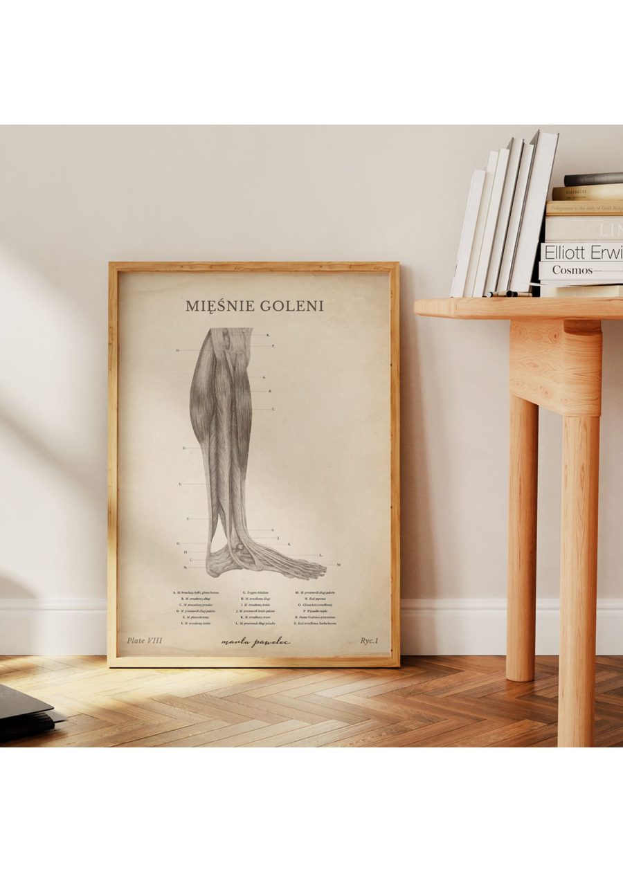 Plakat Mięśnie Goleni Vintage — zdjęcie 4
