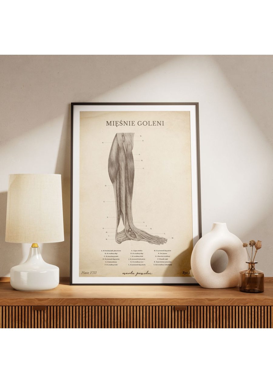 Plakat Mięśnie Goleni Vintage — zdjęcie 5