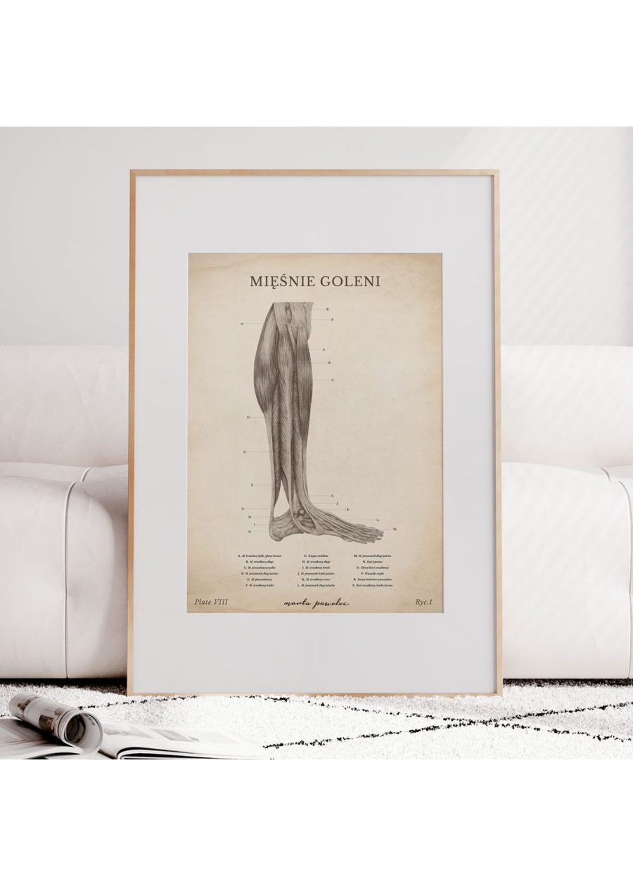 Plakat Mięśnie Goleni Vintage — zdjęcie 6