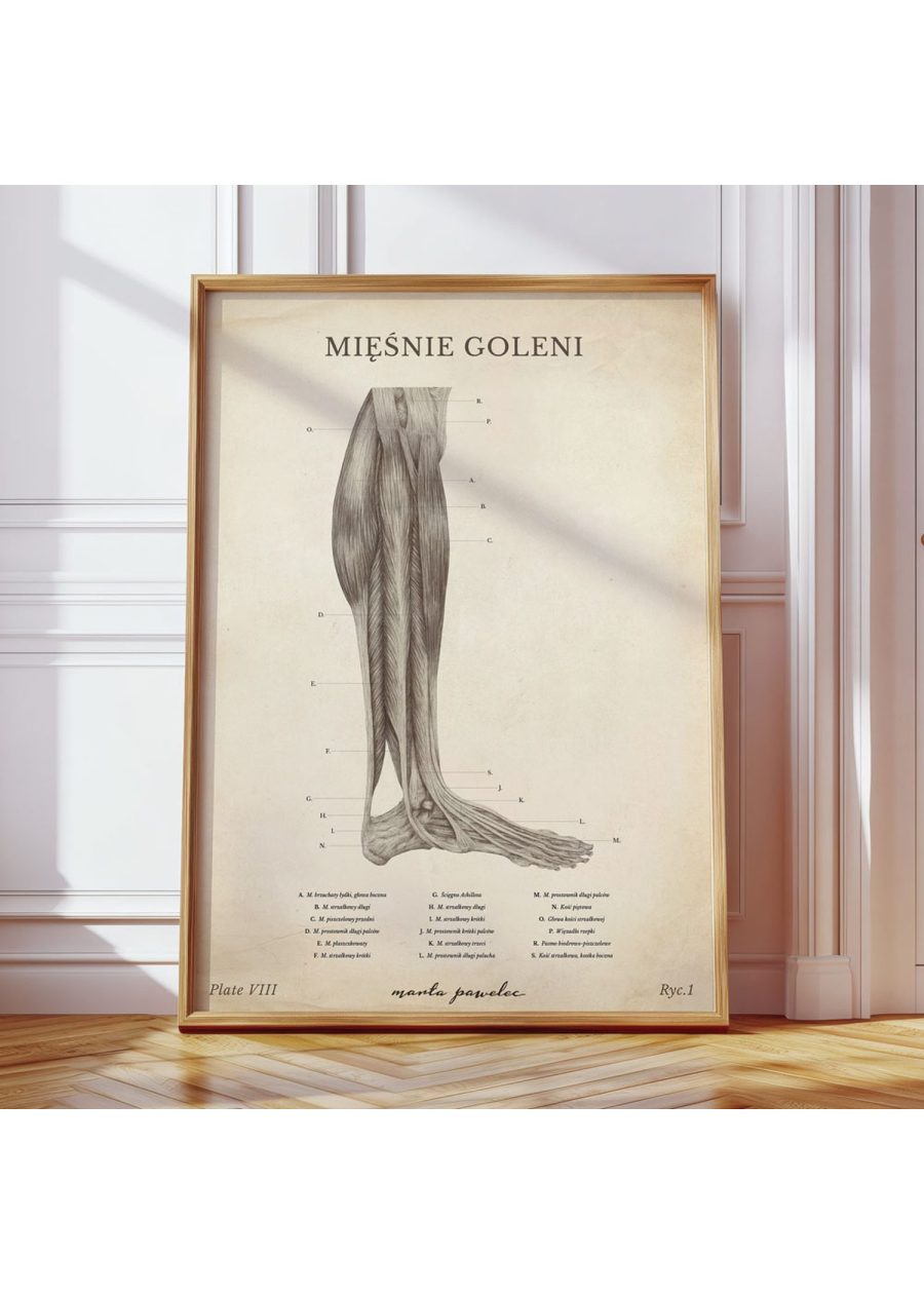 Plakat Mięśnie Goleni Vintage — zdjęcie 7
