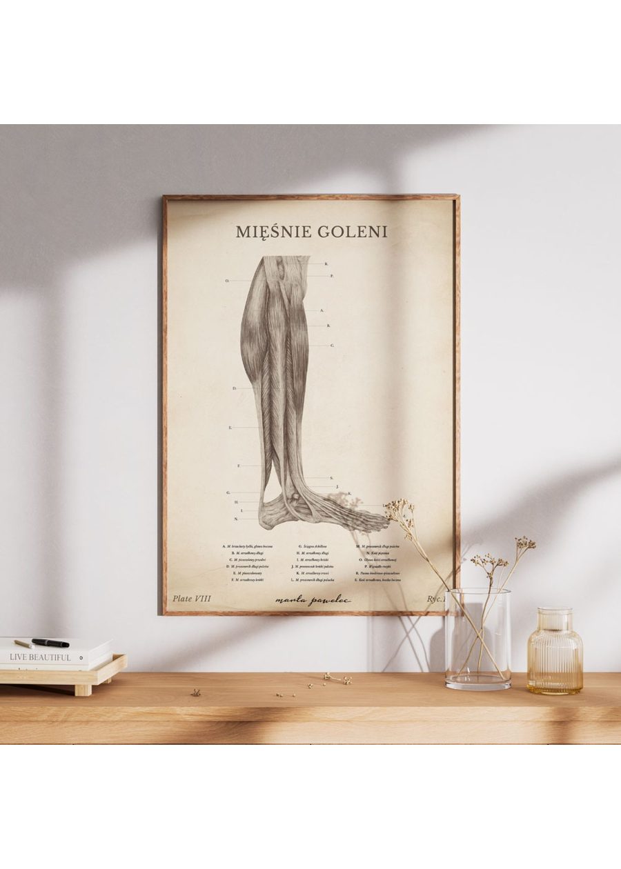 Plakat Mięśnie Goleni Vintage — zdjęcie 8