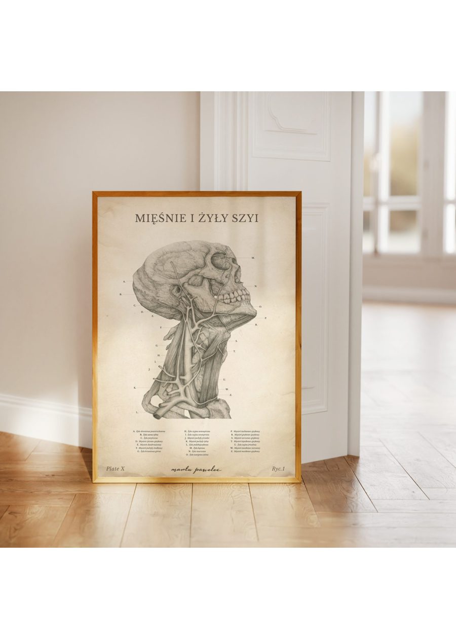 Plakat Mięśnie i Żyły Szyi Vintage — zdjęcie 3