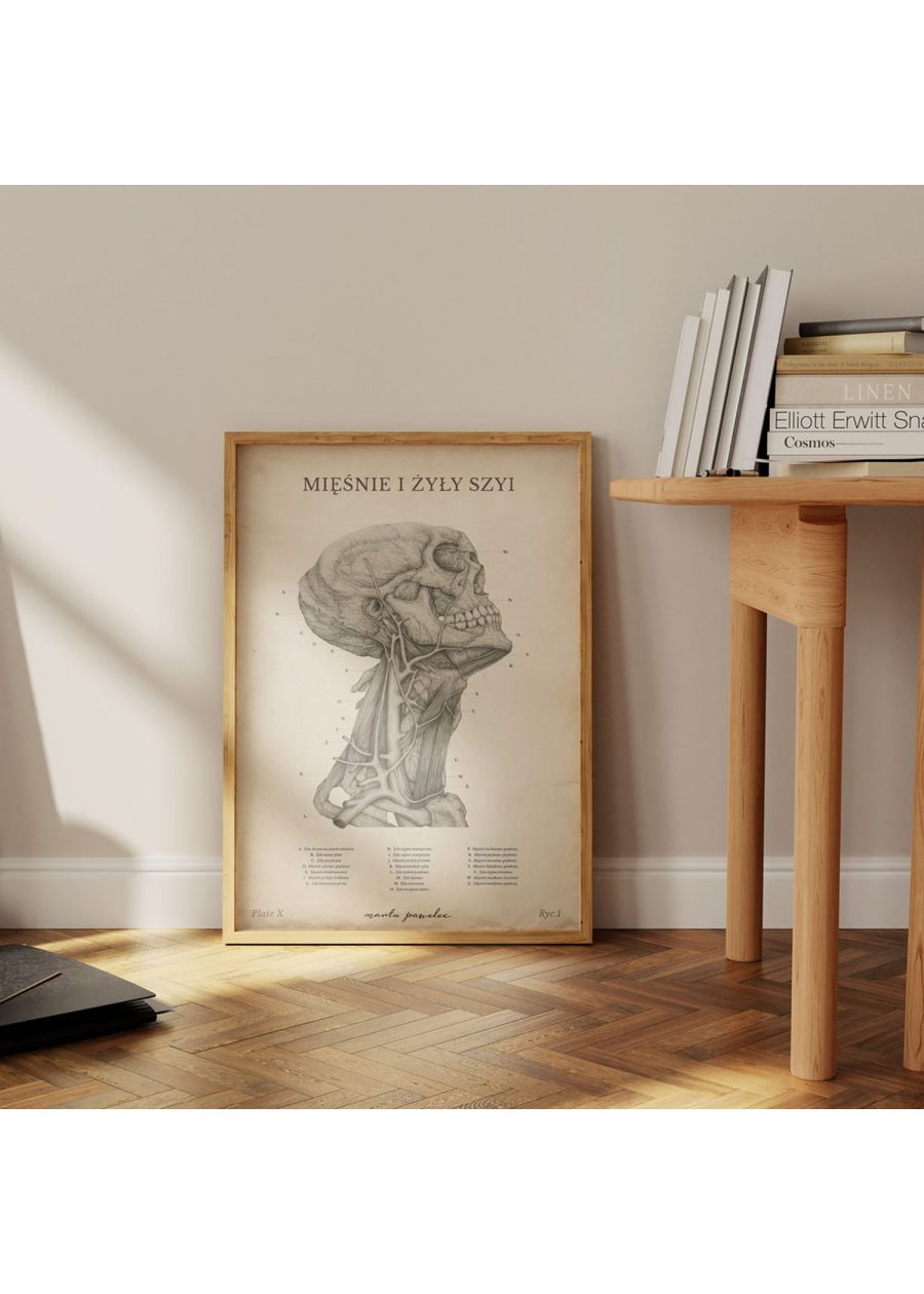 Plakat Mięśnie i Żyły Szyi Vintage — zdjęcie 4