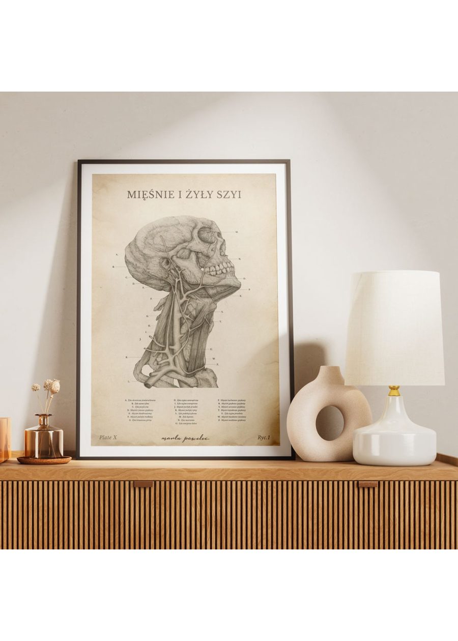 Plakat Mięśnie i Żyły Szyi Vintage — zdjęcie 5