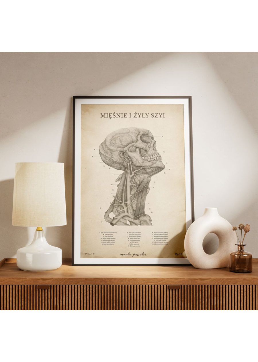 Plakat Mięśnie i Żyły Szyi Vintage — zdjęcie 6