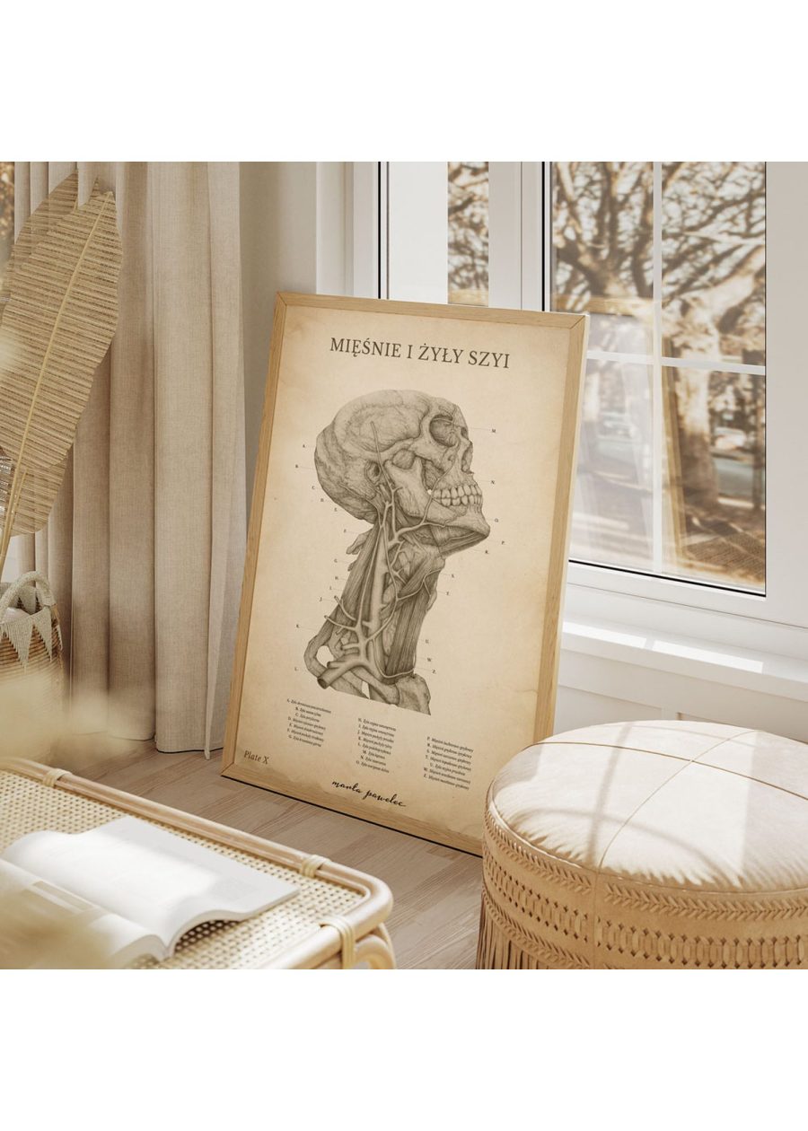 Plakat Mięśnie i Żyły Szyi Vintage — zdjęcie 7