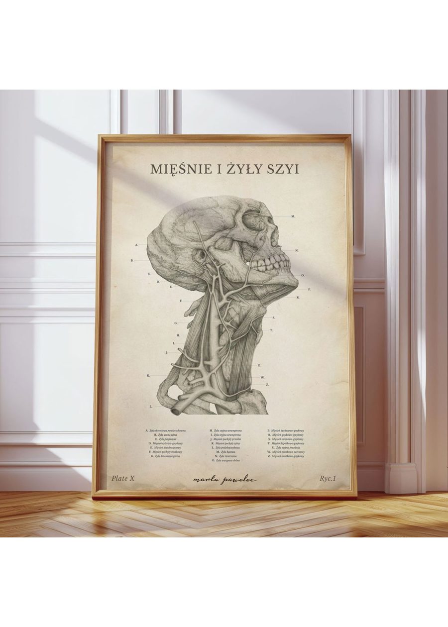 Plakat Mięśnie i Żyły Szyi Vintage — zdjęcie 8