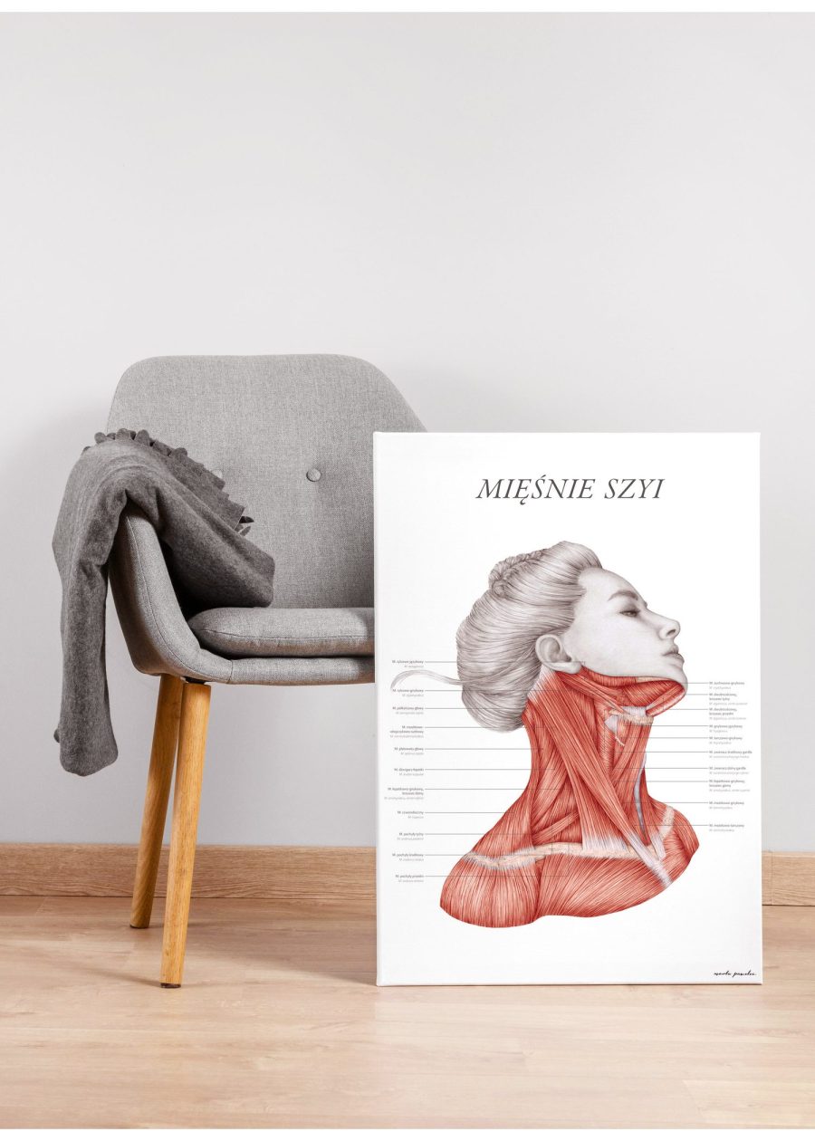 Plakat Mięśnie Szyi — zdjęcie 2