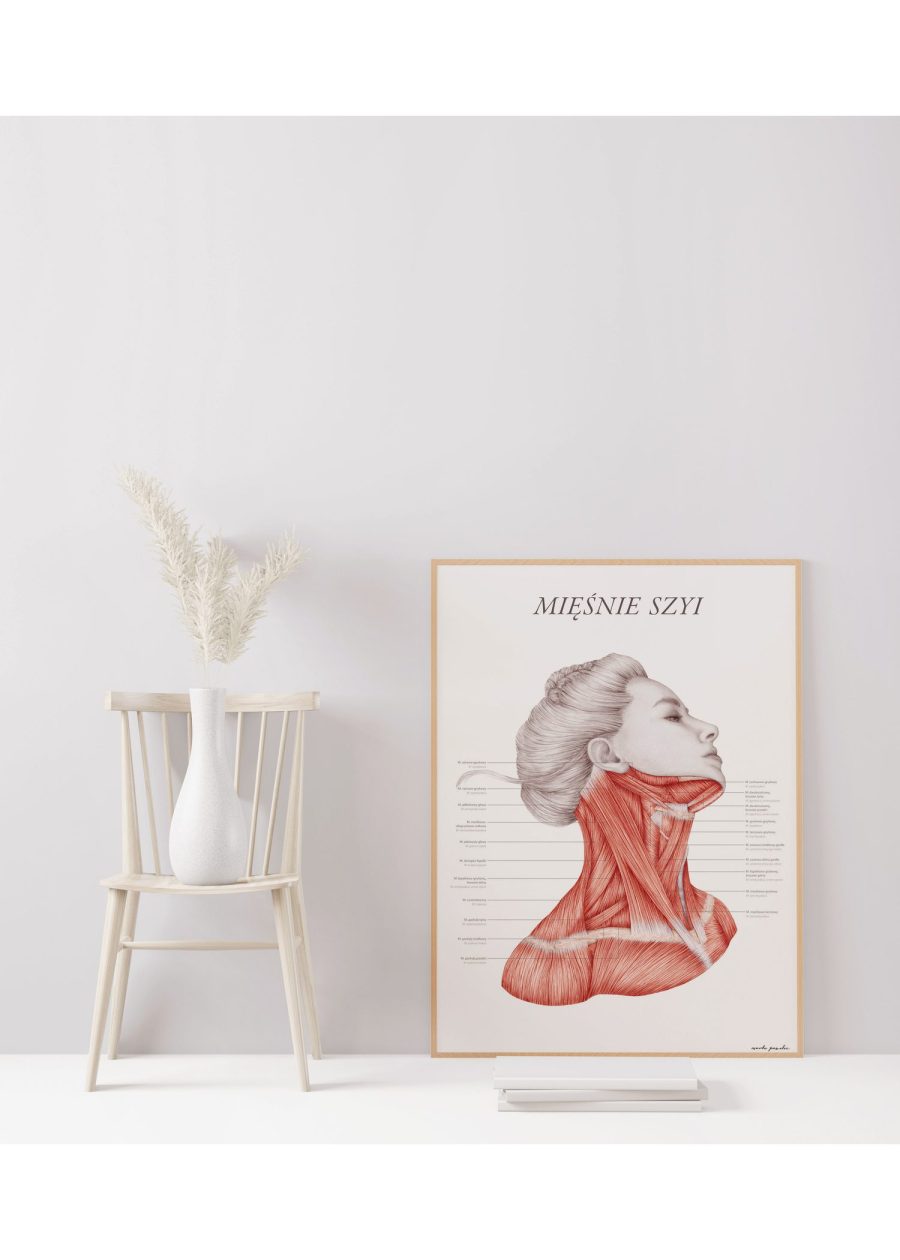 Plakat Mięśnie Szyi — zdjęcie 3