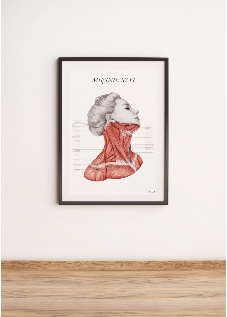 Plakat Mięśnie Szyi — zdjęcie 6