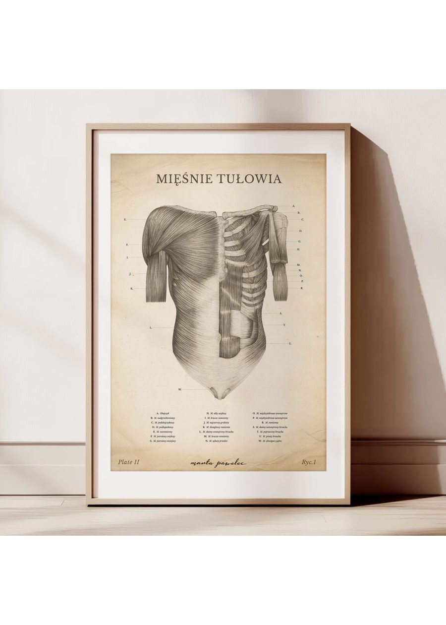 Plakat Mięśnie Tułowia Vintage — zdjęcie 2