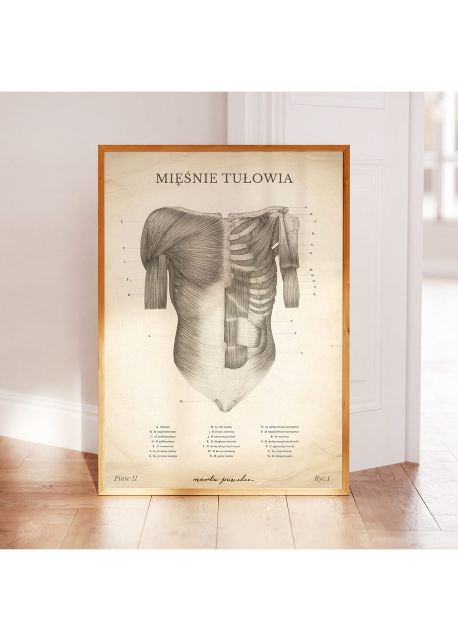 Plakat Mięśnie Tułowia Vintage — zdjęcie 3