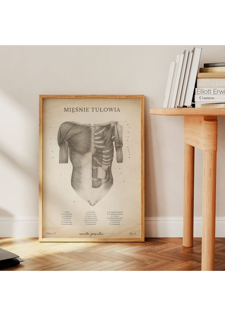 Plakat Mięśnie Tułowia Vintage — zdjęcie 4