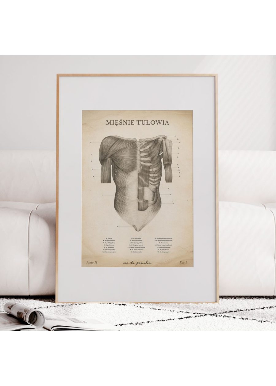 Plakat Mięśnie Tułowia Vintage — zdjęcie 6