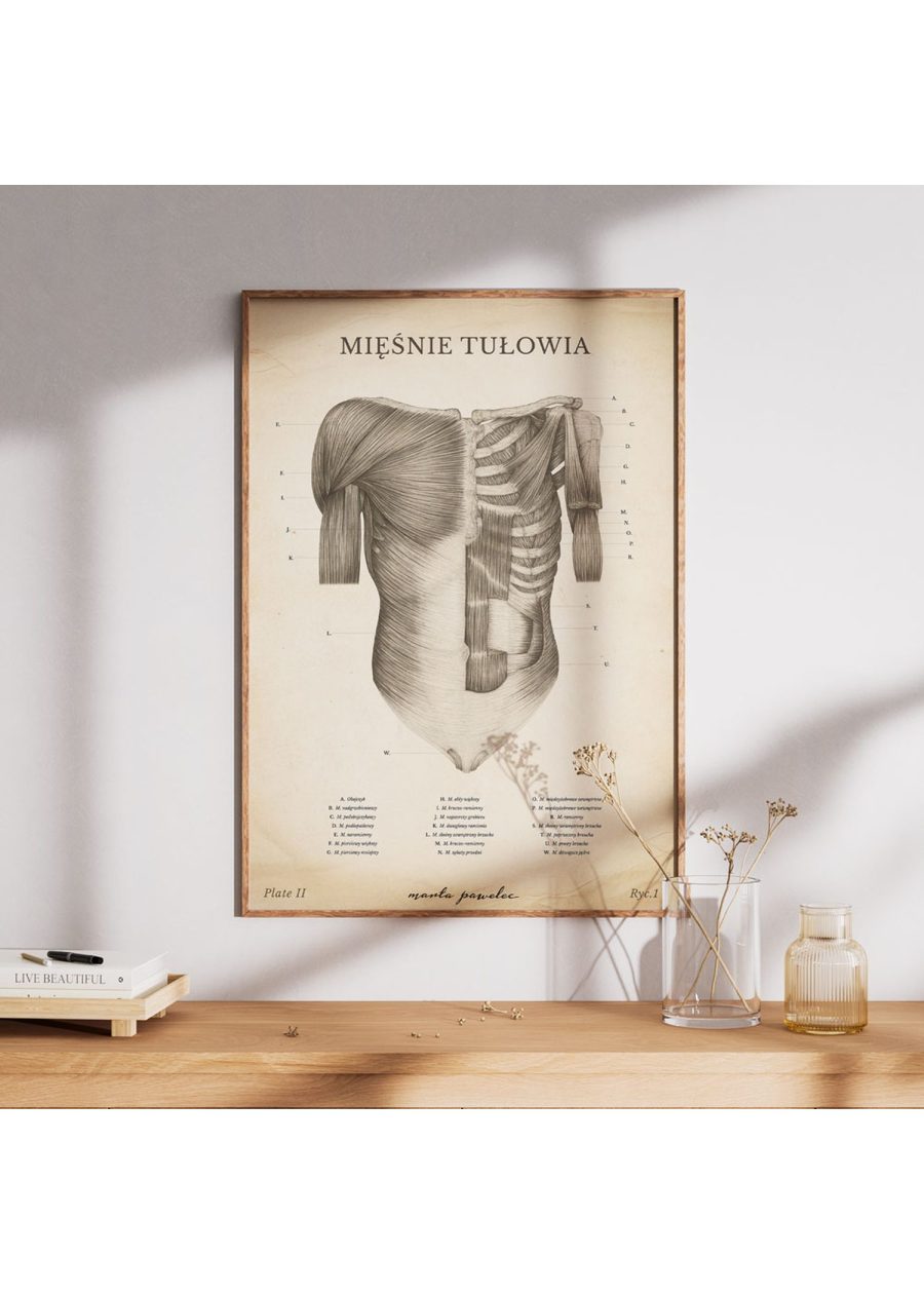 Plakat Mięśnie Tułowia Vintage — zdjęcie 7