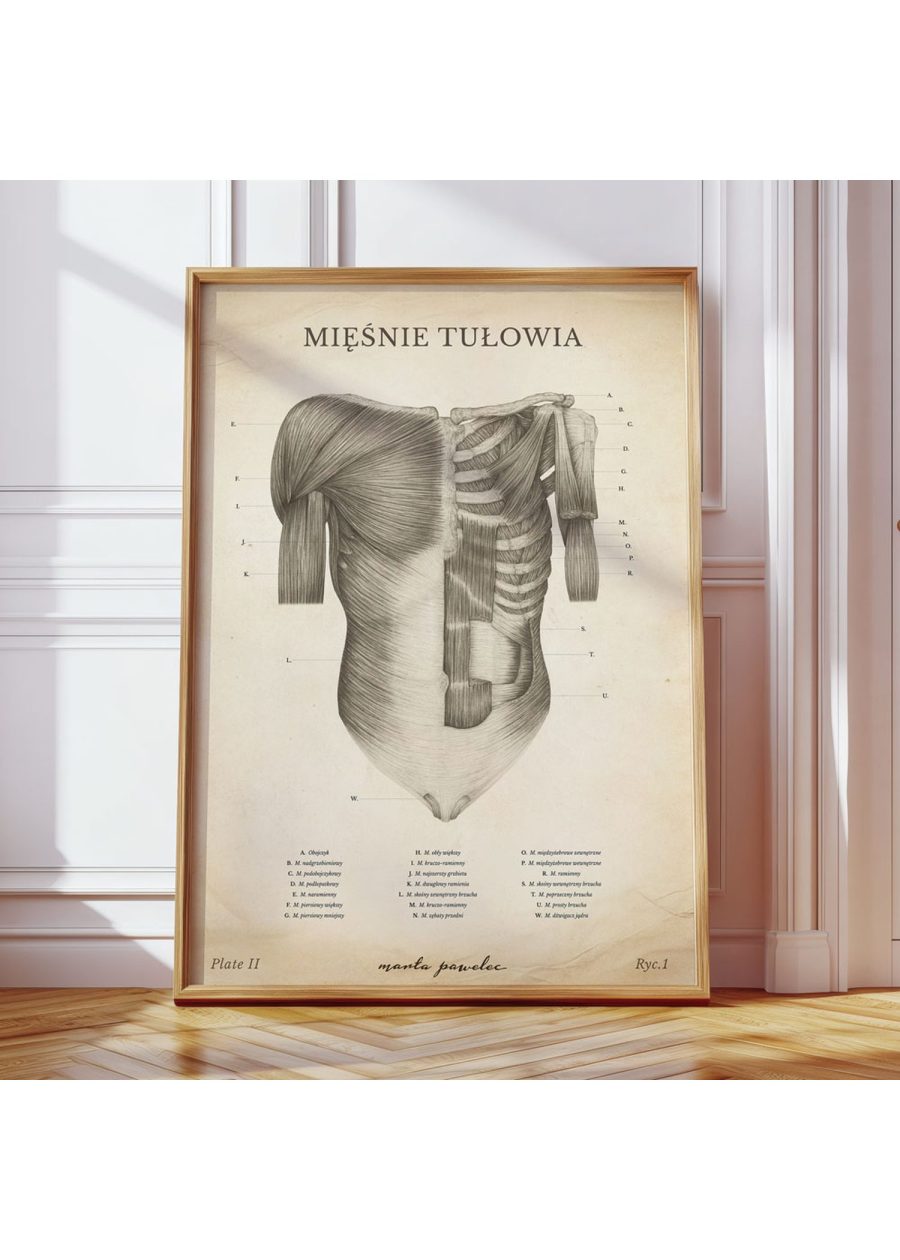 Plakat Mięśnie Tułowia Vintage — zdjęcie 8