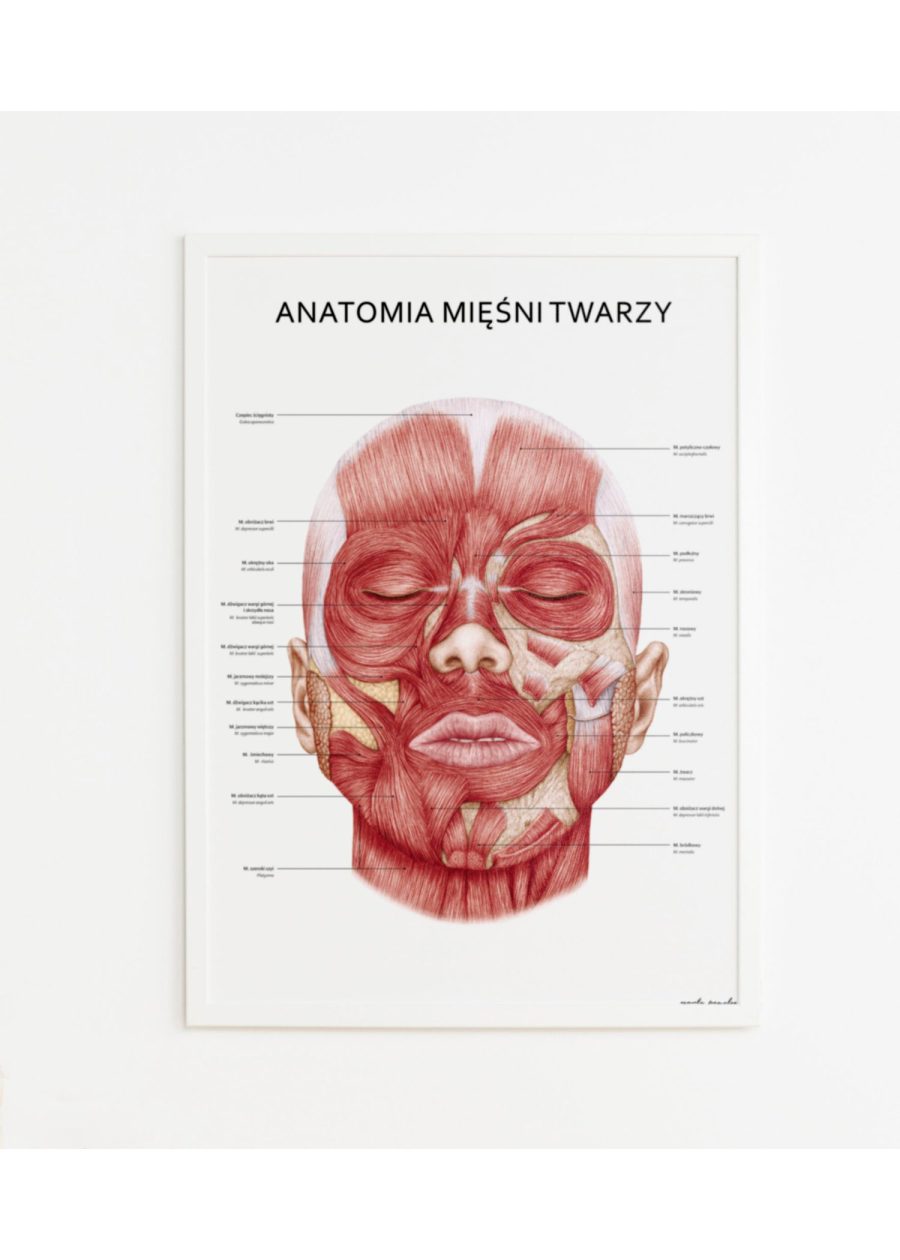 Plakat Mięśnie Twarzy — zdjęcie 3