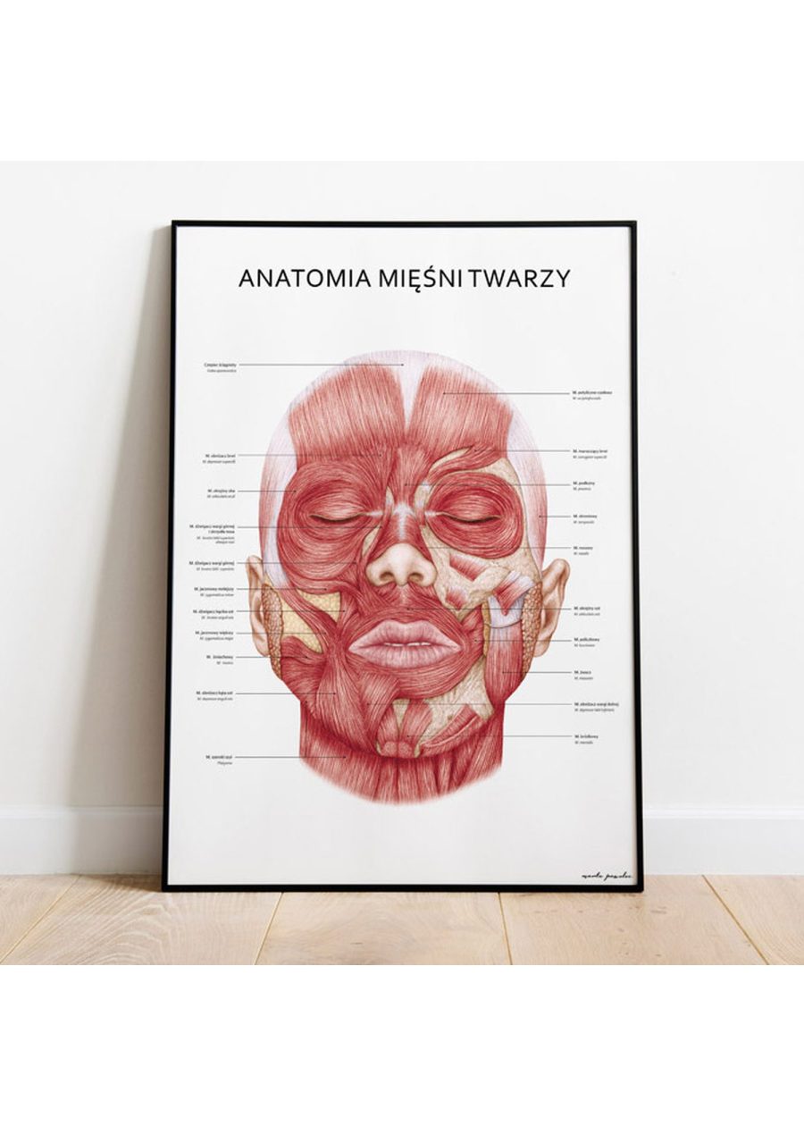 Plakat Mięśnie Twarzy — zdjęcie 2