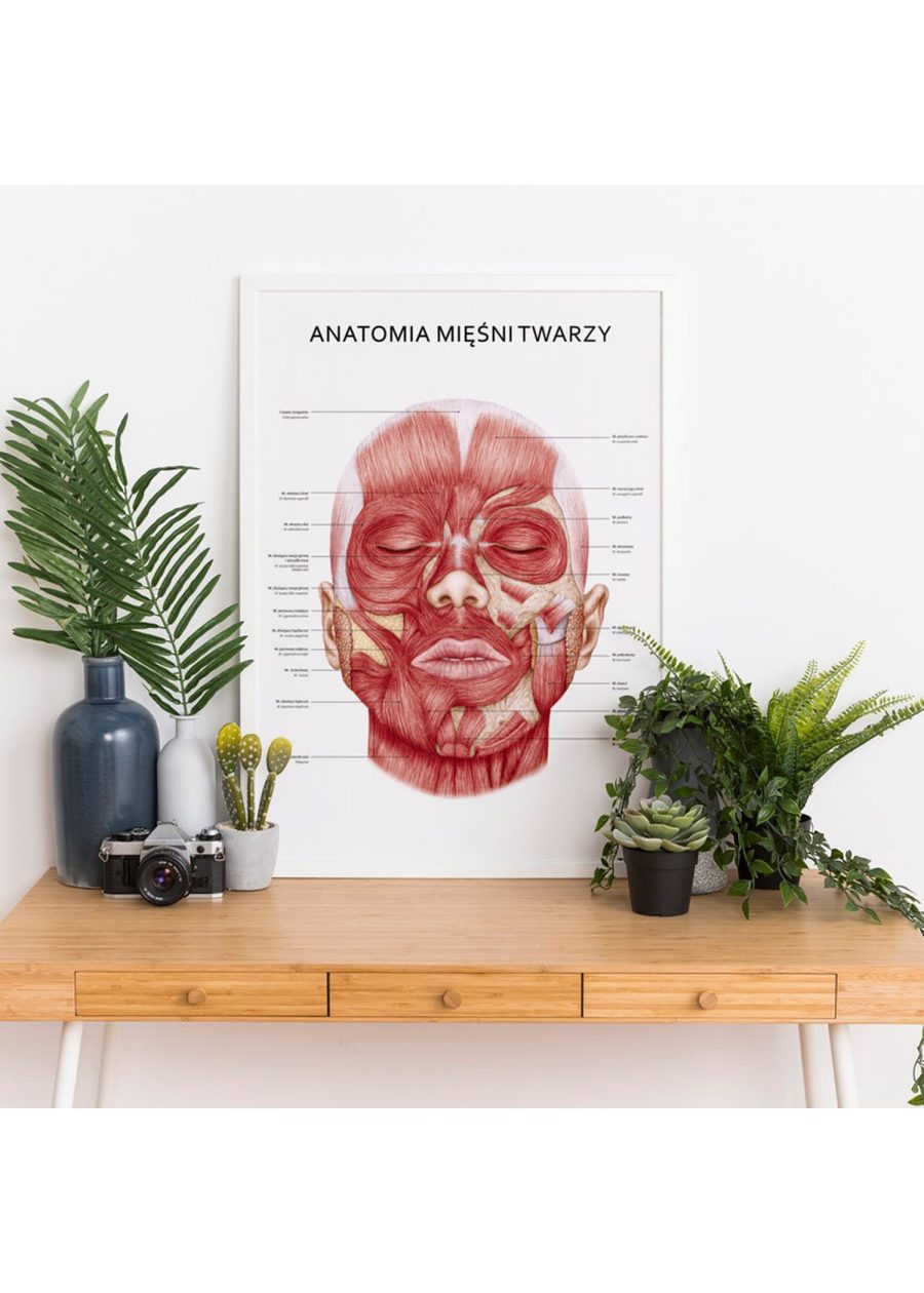 Plakat Mięśnie Twarzy — zdjęcie 4