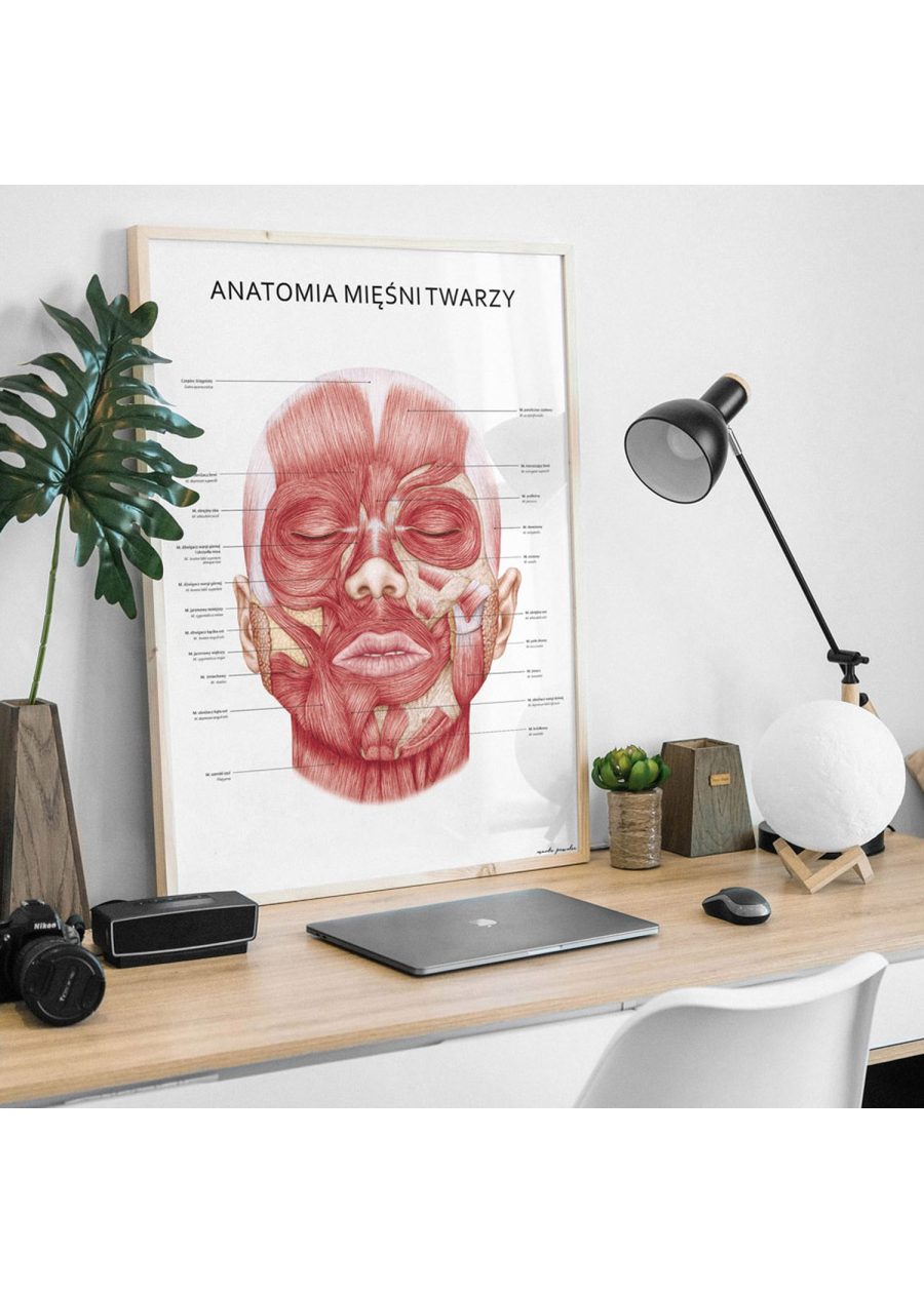 Plakat Mięśnie Twarzy — zdjęcie 5