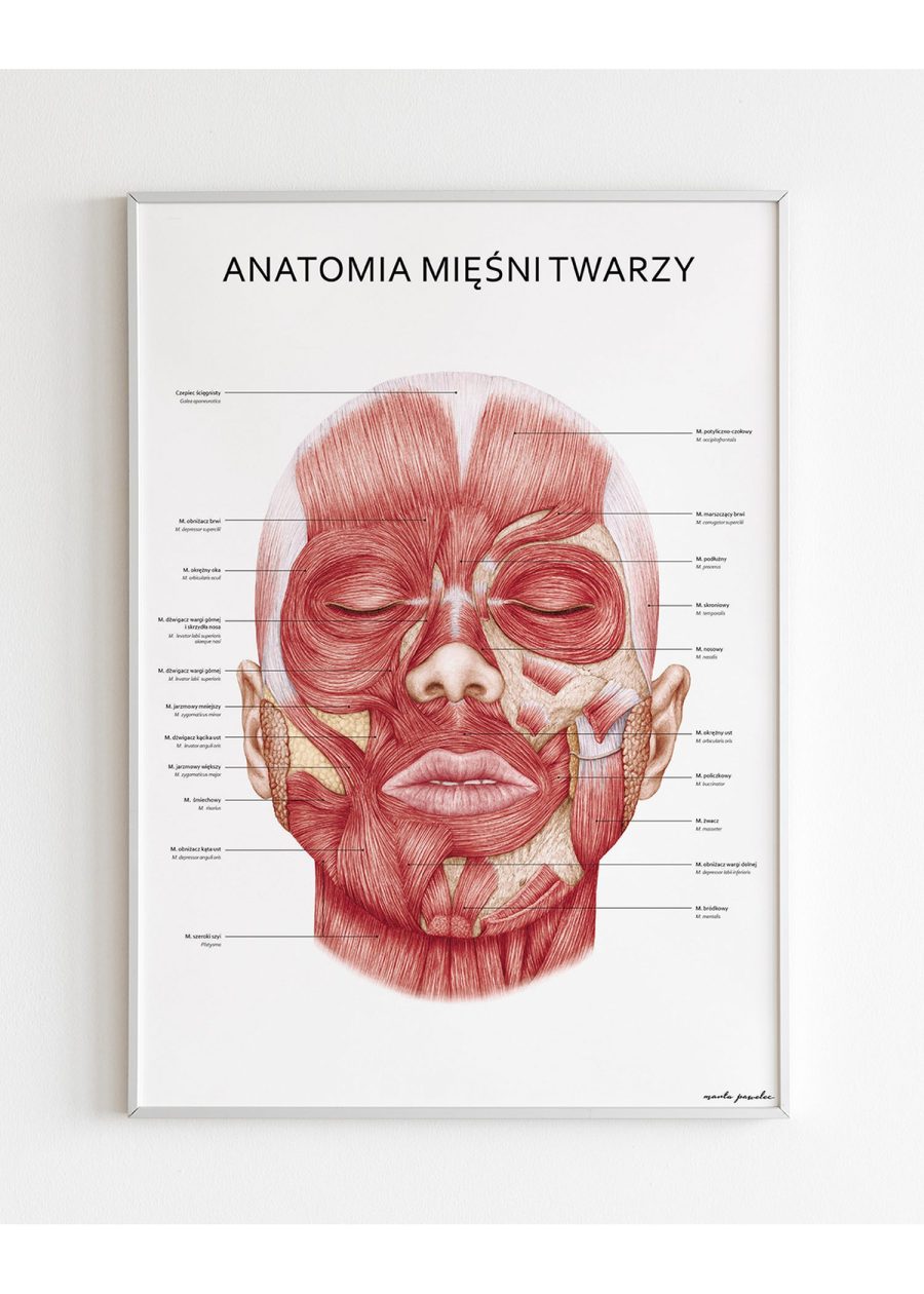 Plakat Mięśnie Twarzy — zdjęcie 6