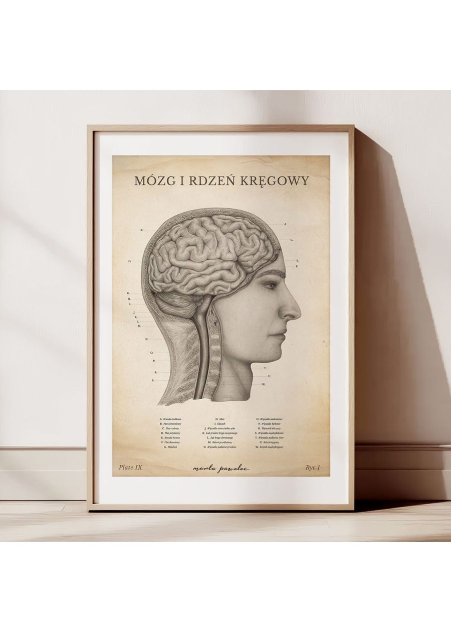 Plakat Mózg i Rdzeń Kręgowy Vintage — zdjęcie 2