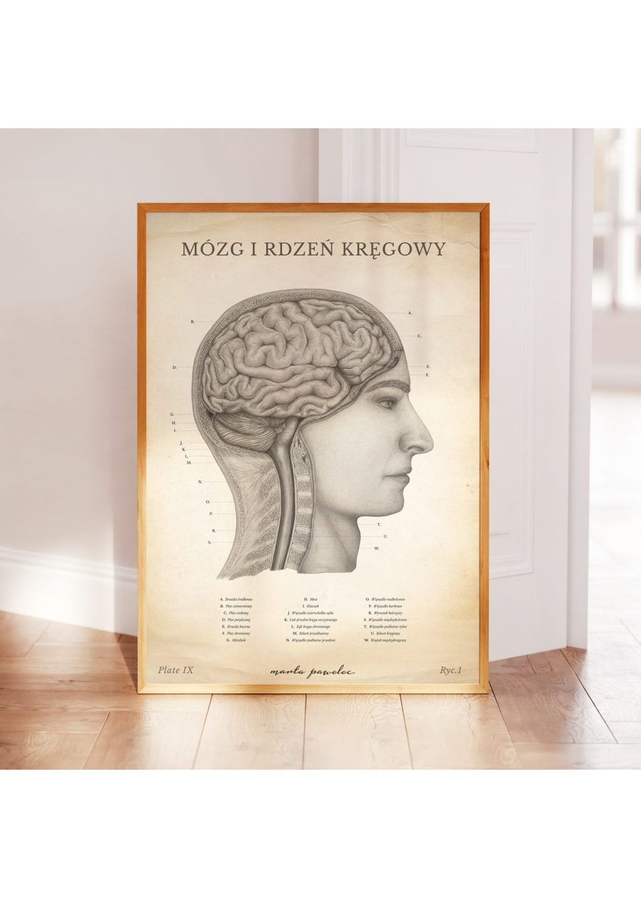 Plakat Mózg i Rdzeń Kręgowy Vintage — zdjęcie 3