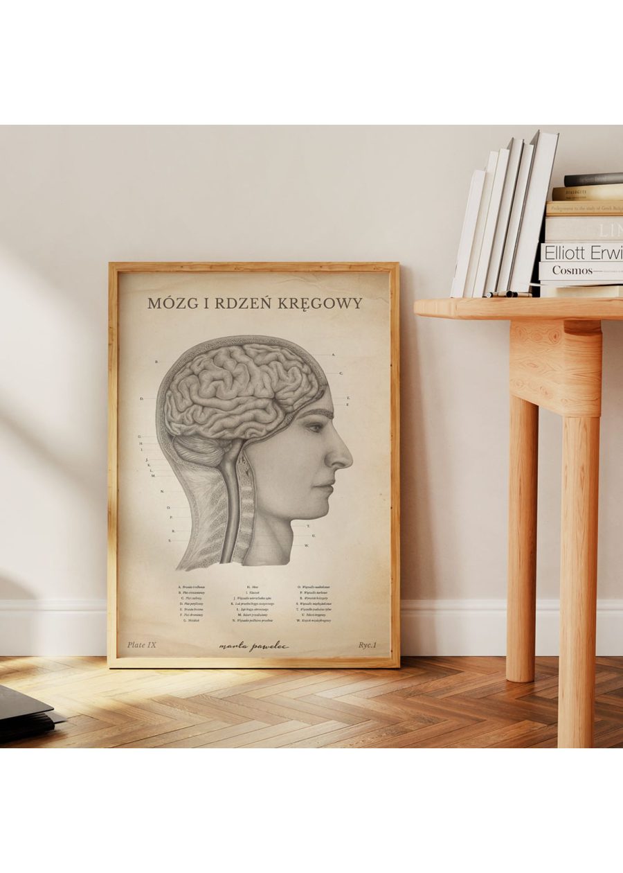 Plakat Mózg i Rdzeń Kręgowy Vintage — zdjęcie 4