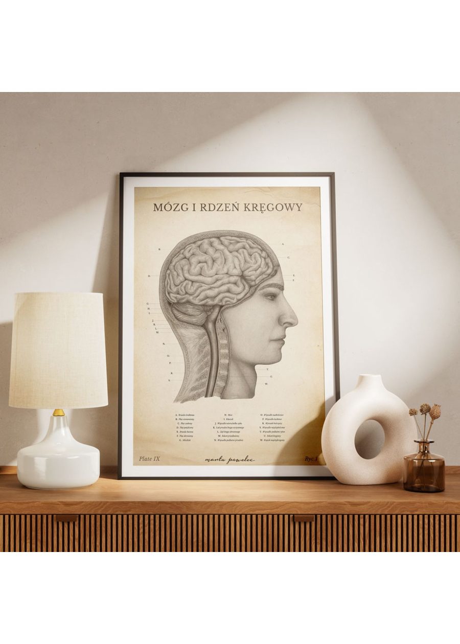Plakat Mózg i Rdzeń Kręgowy Vintage — zdjęcie 5