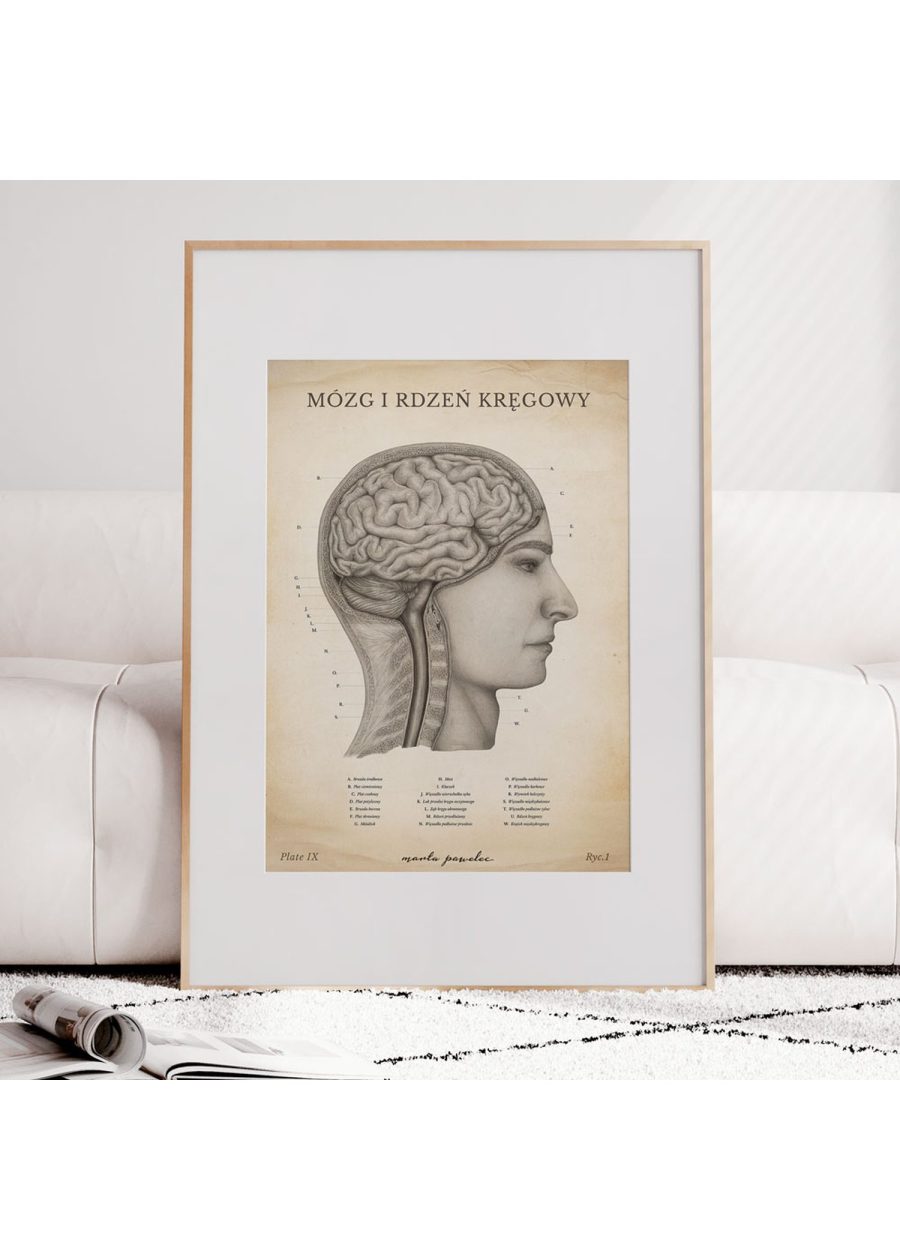 Plakat Mózg i Rdzeń Kręgowy Vintage — zdjęcie 6