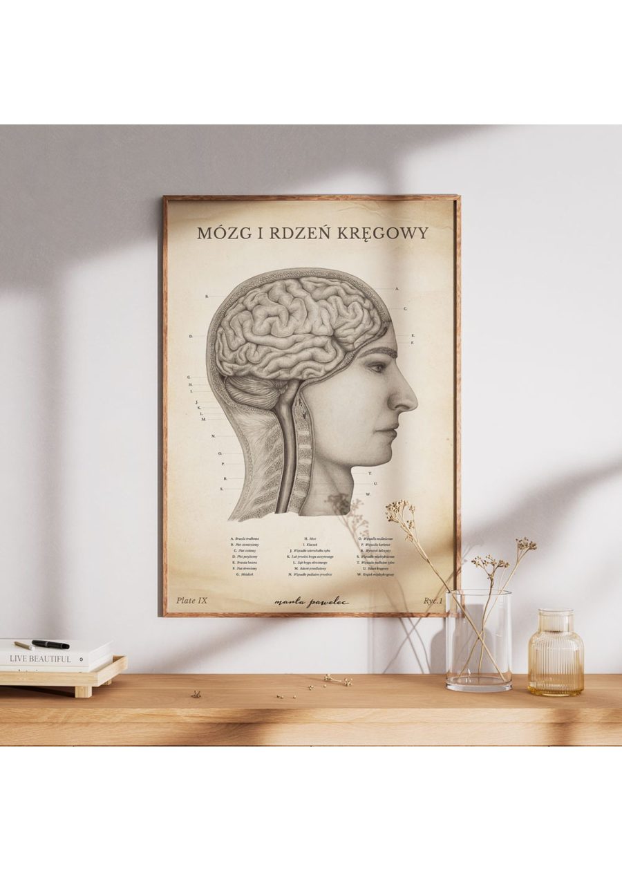 Plakat Mózg i Rdzeń Kręgowy Vintage — zdjęcie 7