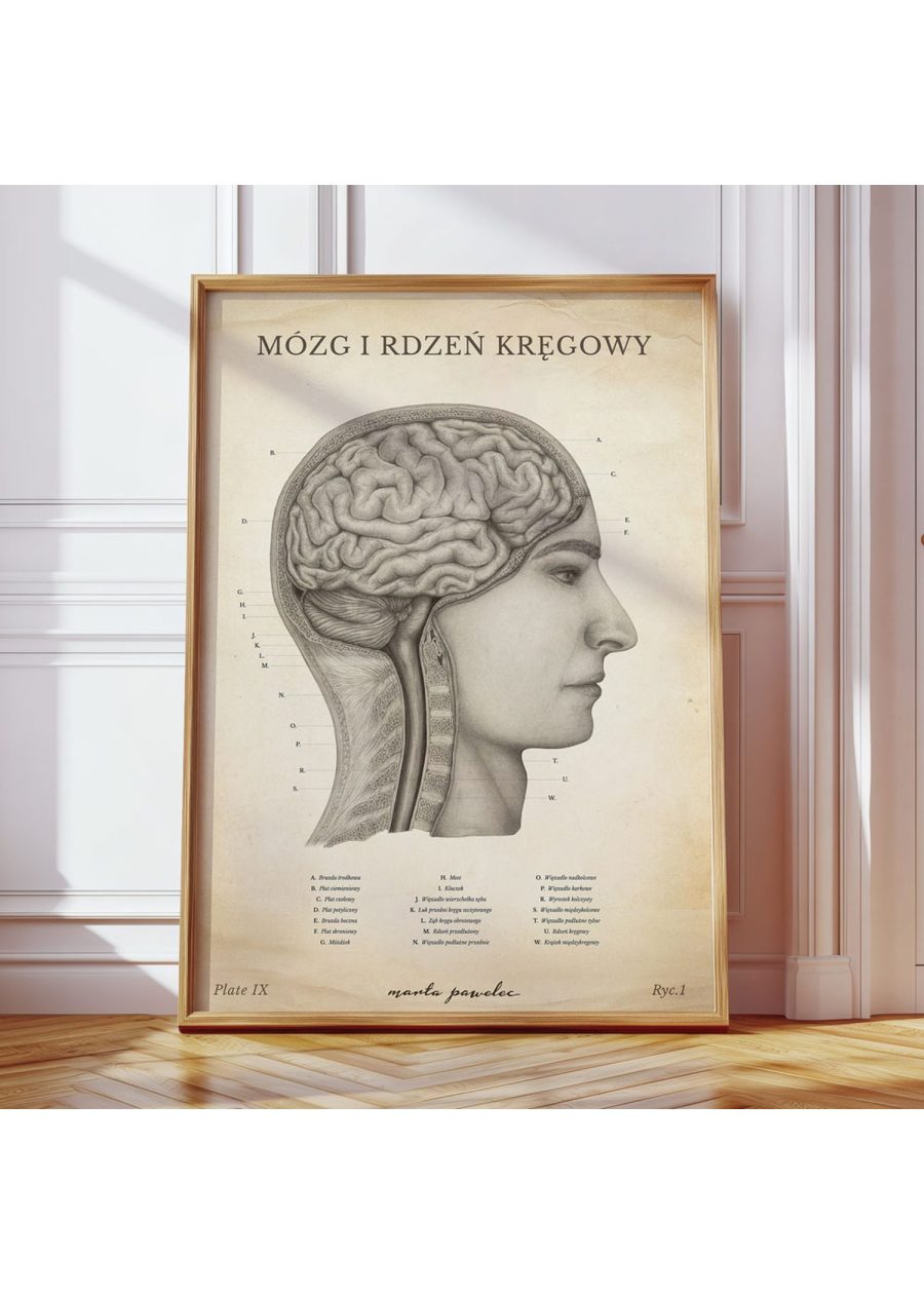 Plakat Mózg i Rdzeń Kręgowy Vintage — zdjęcie 8