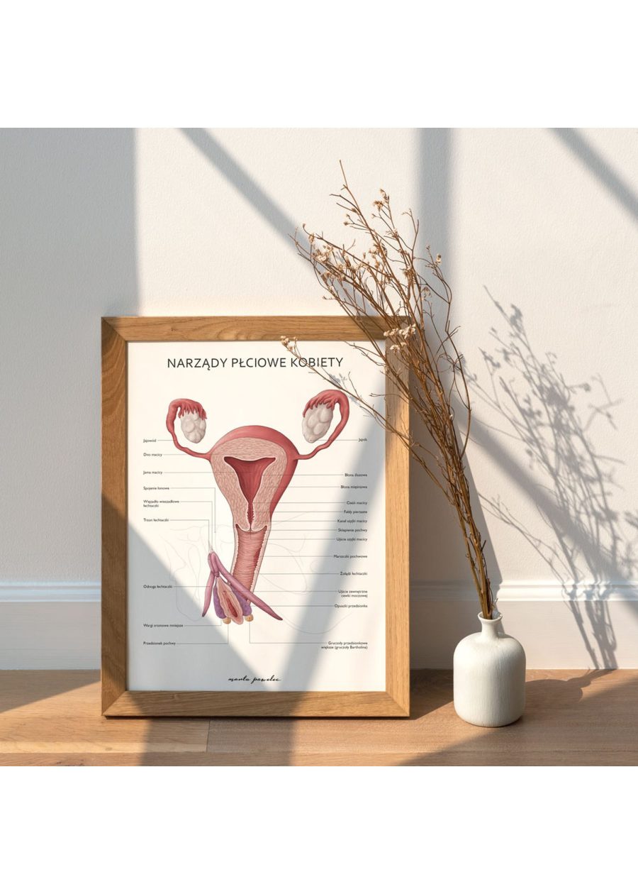 Plakat Narządy Płciowe Kobiety — zdjęcie 2