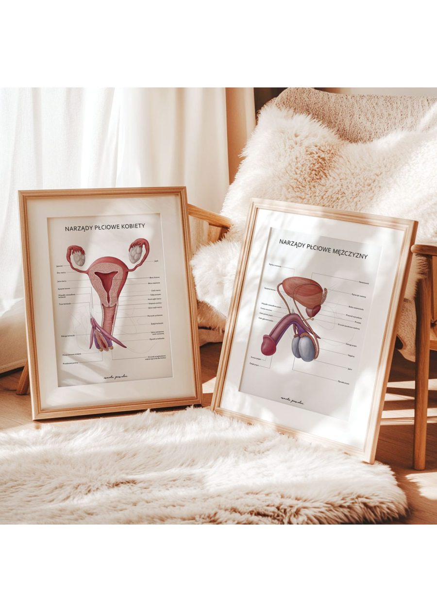 Plakat Narządy Płciowe Kobiety — zdjęcie 3
