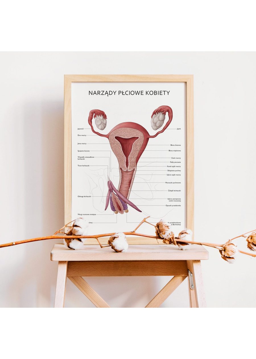 Plakat Narządy Płciowe Kobiety — zdjęcie 4