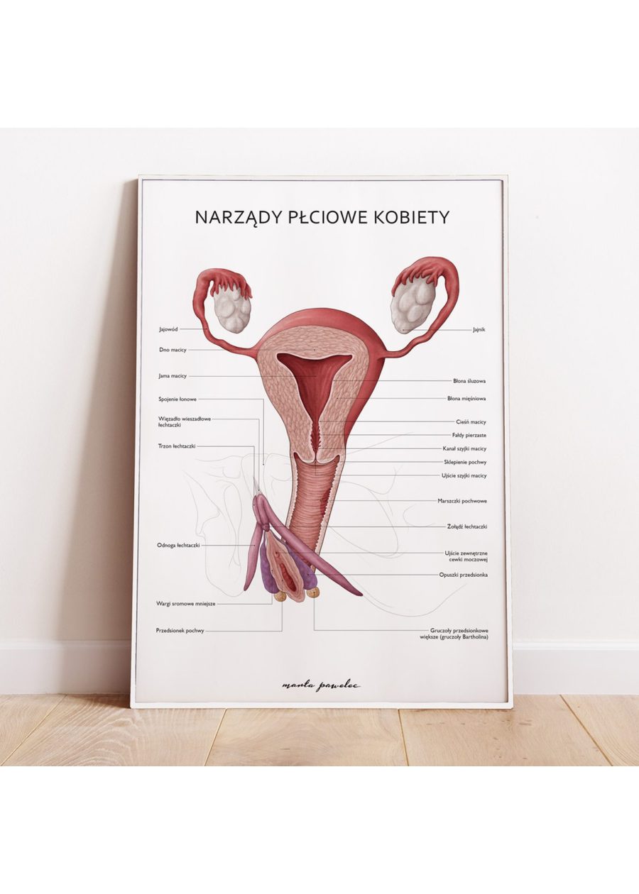 Plakat Narządy Płciowe Kobiety — zdjęcie 5