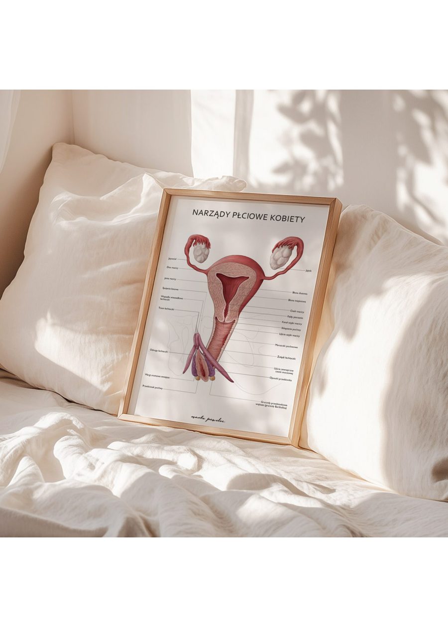 Plakat Narządy Płciowe Kobiety — zdjęcie 6