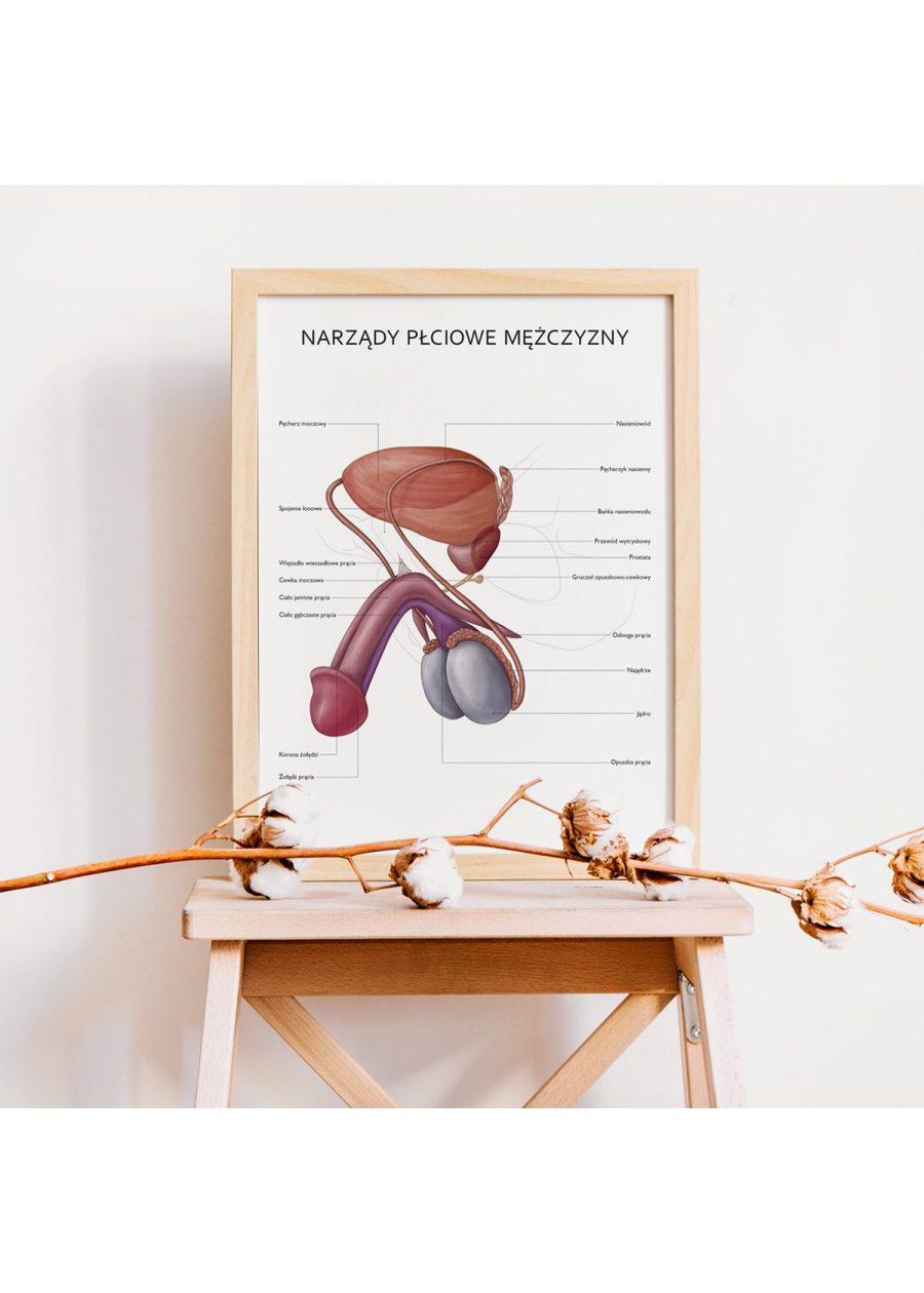 Plakat Narządy Płciowe Mężczyzny — zdjęcie 2