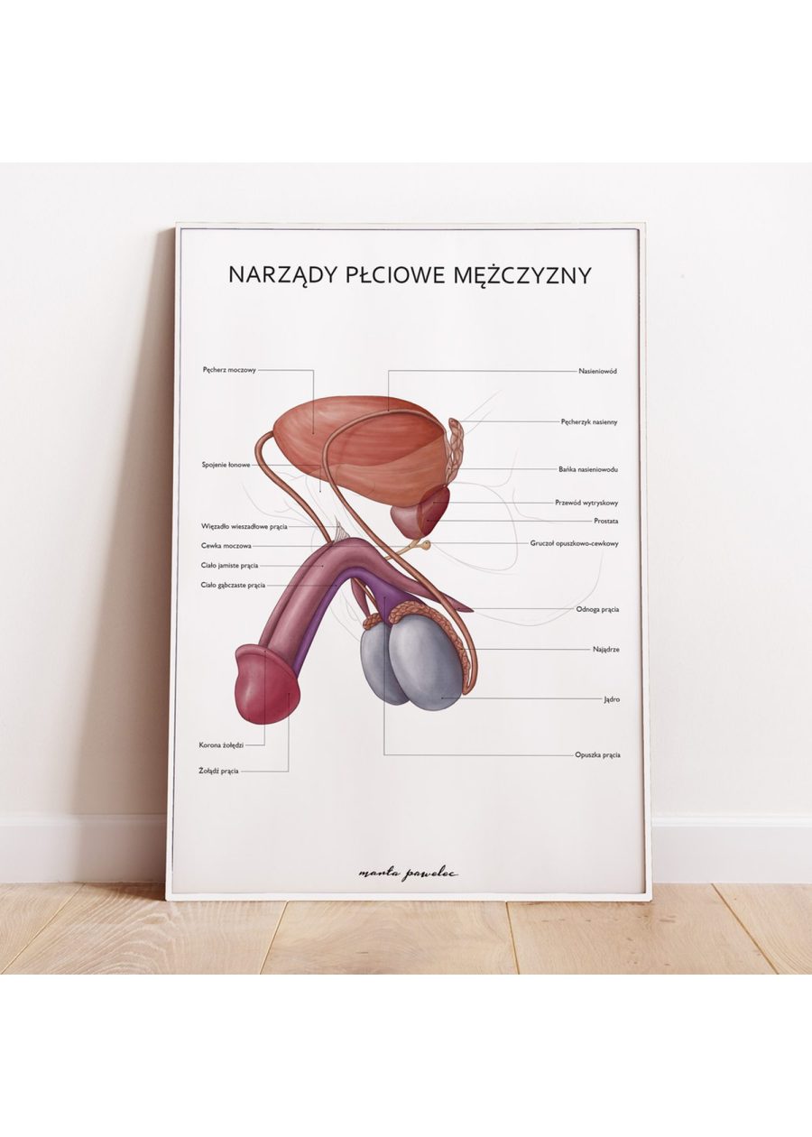 Plakat Narządy Płciowe Mężczyzny — zdjęcie 3