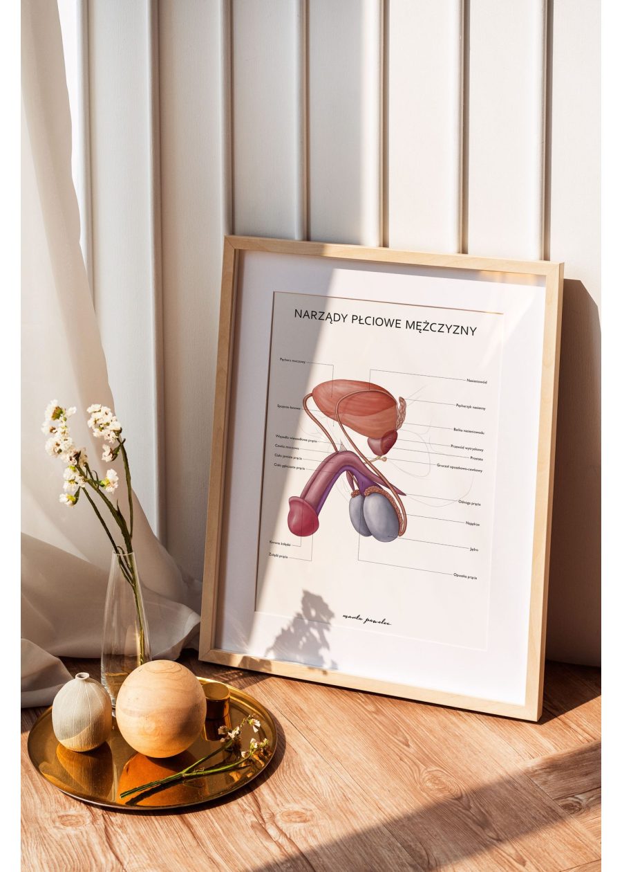 Plakat Narządy Płciowe Mężczyzny — zdjęcie 5