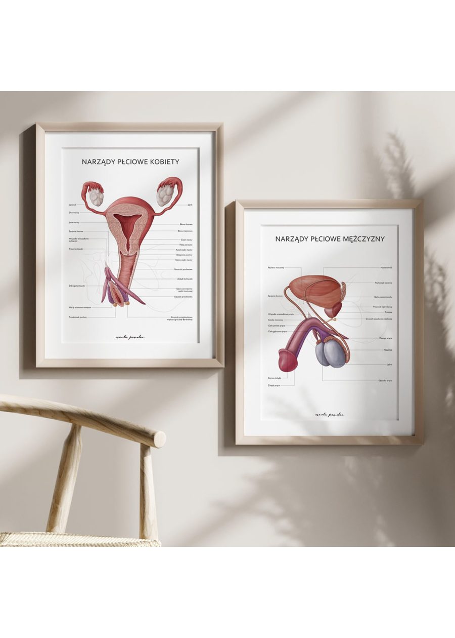 Plakat Narządy Płciowe Mężczyzny — zdjęcie 6