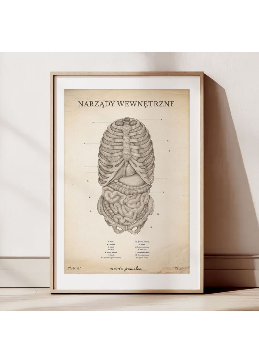 Plakat Narządy Wewnętrzne Vintage — zdjęcie 2