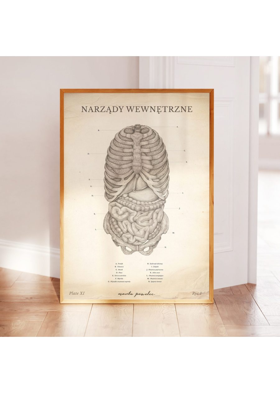 Plakat Narządy Wewnętrzne Vintage — zdjęcie 3