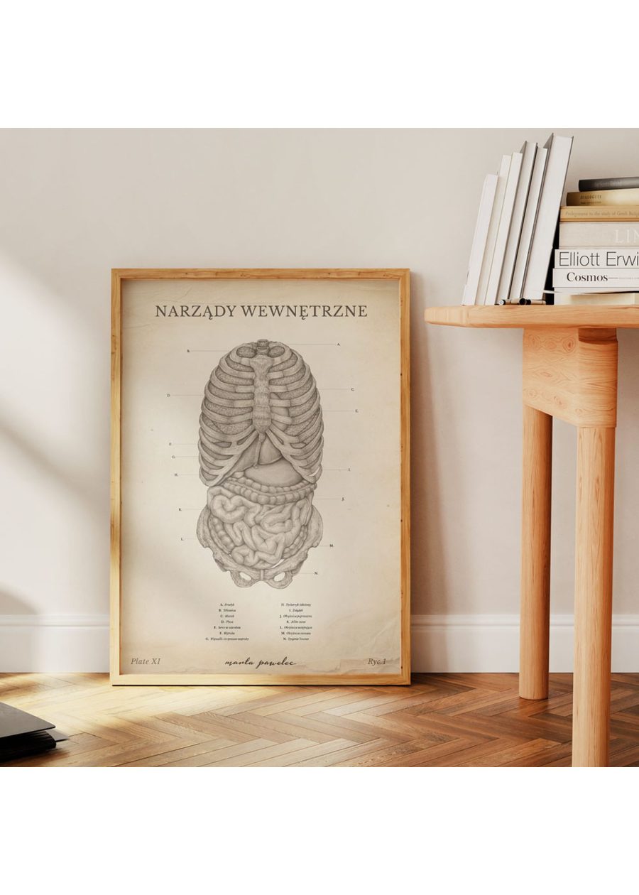 Plakat Narządy Wewnętrzne Vintage — zdjęcie 4