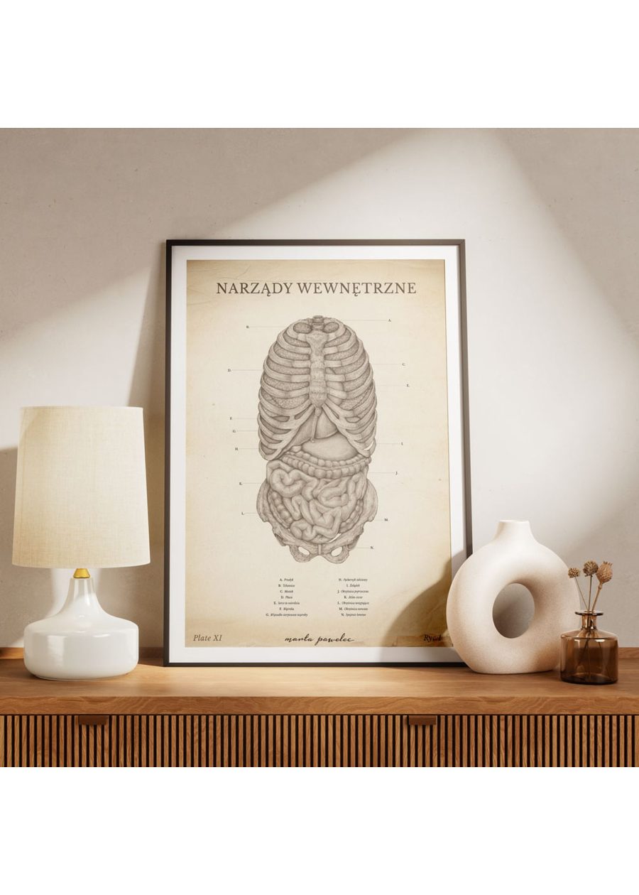 Plakat Narządy Wewnętrzne Vintage — zdjęcie 5